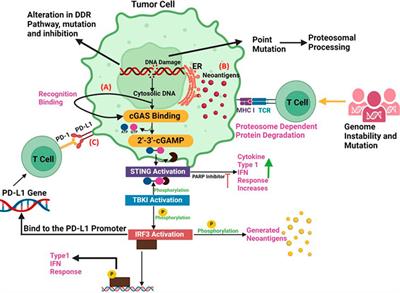 The future of cancer treatment: combining radiotherapy with immunotherapy